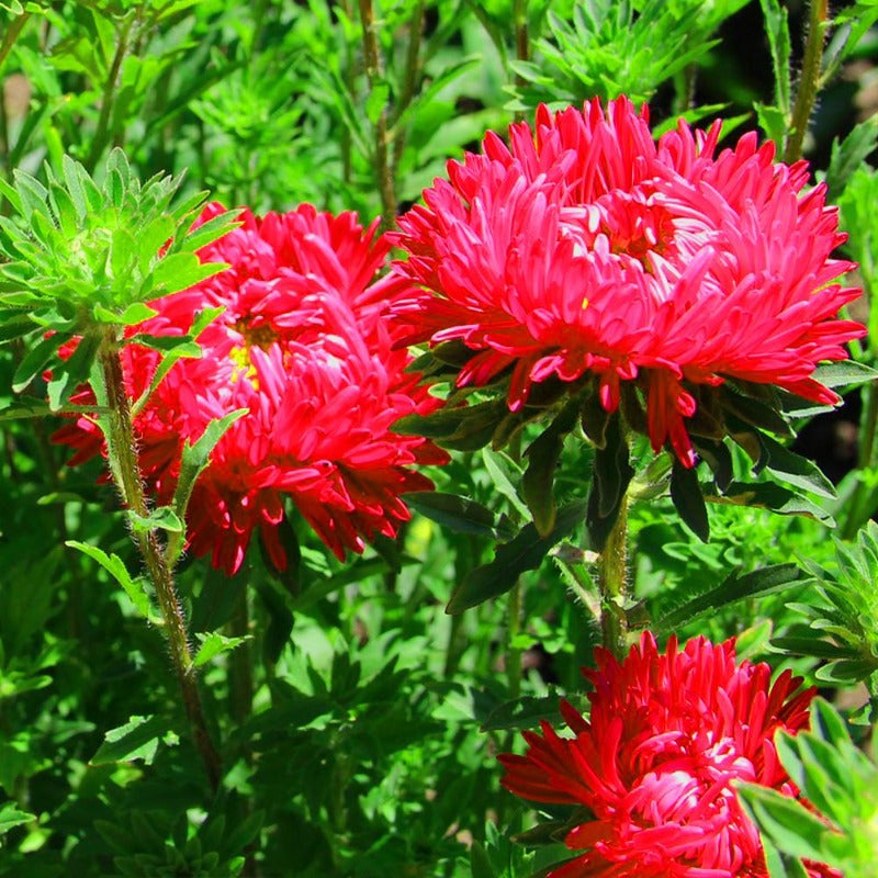 red asters - Gardening Plants And Flowers