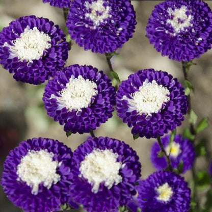 Aster Pompon Blue Seeds - Callistephus Tall Pompon Blue