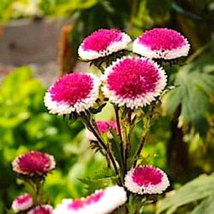 aster pompon hi-no-maru - Gardening Plants And Flowers