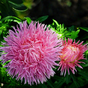 china aster - Gardening Plants And Flowers