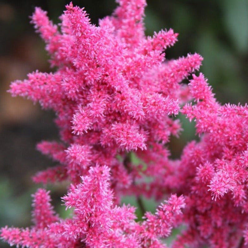 Astilbe Chinensis - Gardening Plants And Flowers