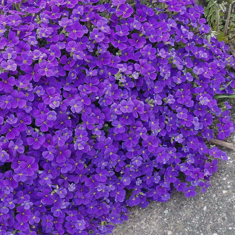 aubrieta purple - Gardening Plants And Flowers