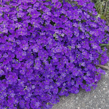 aubrieta purple - Gardening Plants And Flowers