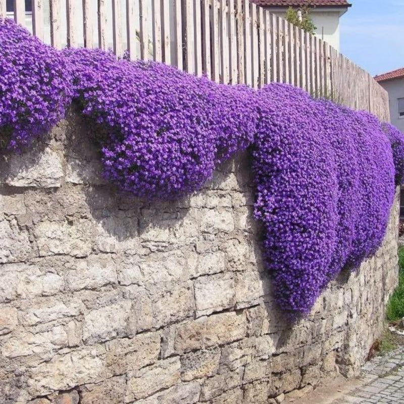 Purple Ground Cover - Gardening Plants And Flowers