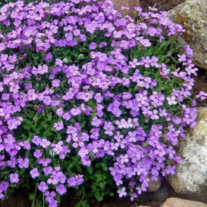aubrieta royal blue - Gardening Plants And Flowers