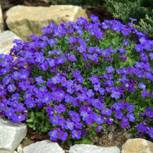 Load image into Gallery viewer, aubrieta cascade blue - Gardening Plants And Flowers