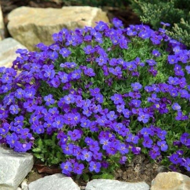 aubrieta cascade blue - Gardening Plants And Flowers