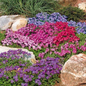 aubrieta cascade mix - Gardening Plants And Flowers