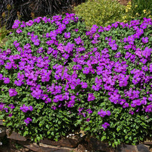 Load image into Gallery viewer, purple ground cover - Gardening Plants And Flowers