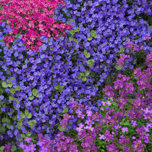 Load image into Gallery viewer, aubrieta royal mix - Gardening Plants and Flowers