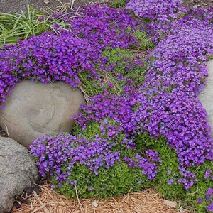 rock cress purple - Gardening Plants And Flowers