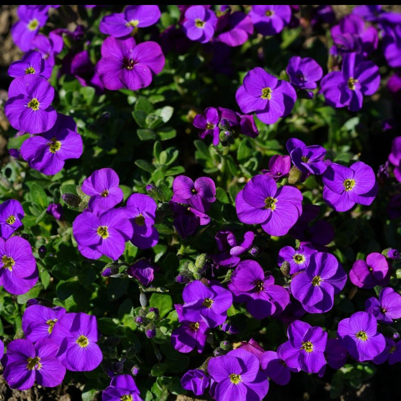 Aubrieta Hybrida Whitewell Gem - Gardening Plants And Flowers