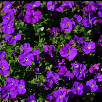 Aubrieta Hybrida Whitewell Gem - Gardening Plants And Flowers