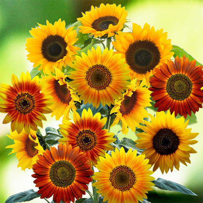 planting autumn beauty sunflower seeds Sunflower Autumn Beauty Seeds – Gardening Plants And Flowers