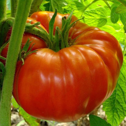 Beefsteak Tomato - Gardening Plants And Flowers