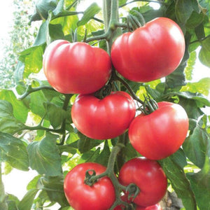 Beefsteak Tomato Herliom - Gardening Plants And Flowers