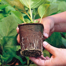 Load image into Gallery viewer, biodegradable seed starter pots - Gardening Plants And Flowers