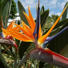 Load image into Gallery viewer, Bird Of Paradise - Gardening Plants And Flowers