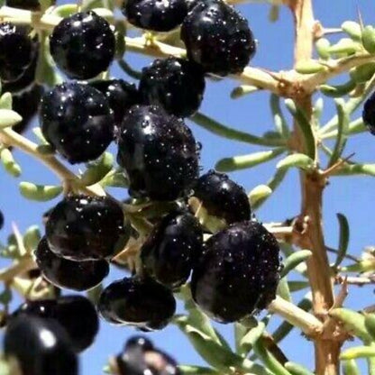 Goji Berry Black - Gardening Plants And Flowers