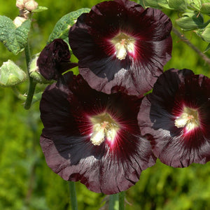 black hollyhock - Gardening Plants And Flowers