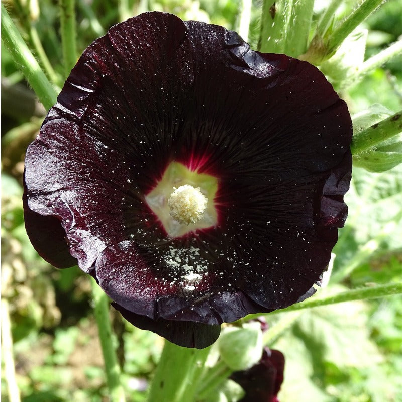 Black Hollyhock (Alcea rosea) Biennial - Annie's Heirloom Seeds