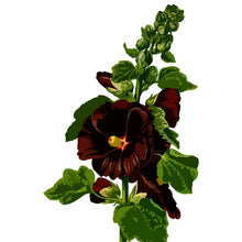 Load image into Gallery viewer, Alcea Nigra - Gardening Plants And Flowers