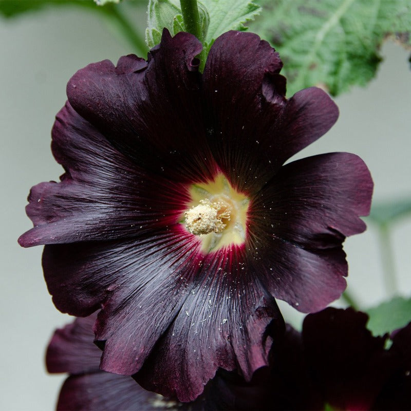 alcea rosea nigra - Gardening Plants And Flowers