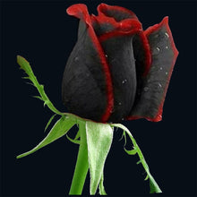 Load image into Gallery viewer, Black Rose - Gardening Plants And Flowers
