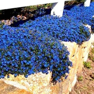 aubrieta cascade blue - Gardening Plants And Flowers