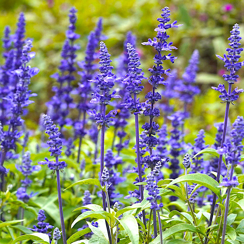 blue sage plant - Gardening Plants And Flowers