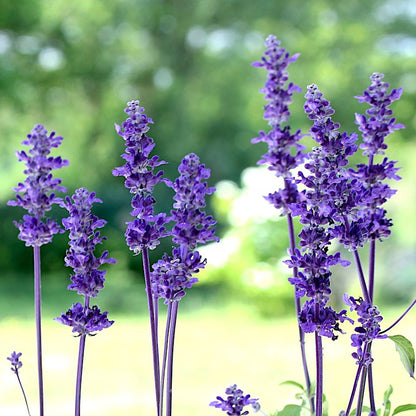 salvia farinacea - Gardening Plants And Flowers