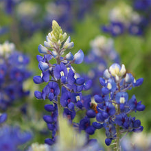 Load image into Gallery viewer, bluebonnet flower - Gardening Plants and Flowers