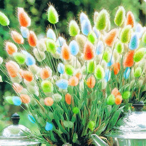 rabbit grass - Gardening Plants And Flowers