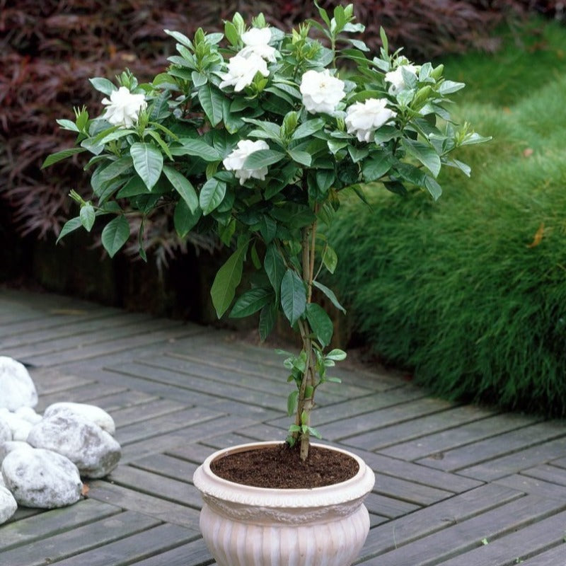 Cape Jasmine seeds - Gardening Plants And Flowers