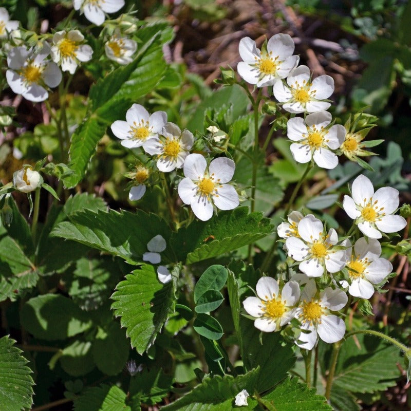 Carpathian strawberry - Gardening Plants And Flowers