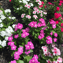 Load image into Gallery viewer, vinca rosea seeds - Gardening Plants And Flowers