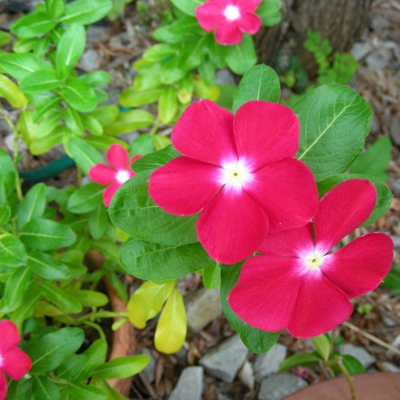 vinca seeds - Gardening Plants And Flowers