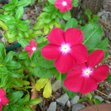 Load image into Gallery viewer, vinca seeds - Gardening Plants And Flowers