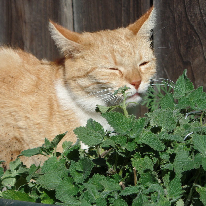 catnip plant - Gardening Plants And Flowers