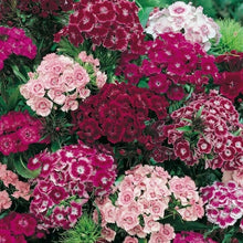 Load image into Gallery viewer, dianthus seeds - Gardening Plants And Flowers
