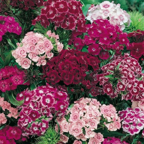 dianthus seeds - Gardening Plants And Flowers