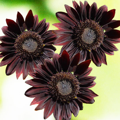 sunflower - Gardening Plants And Flowers