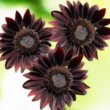Load image into Gallery viewer, sunflower - Gardening Plants And Flowers