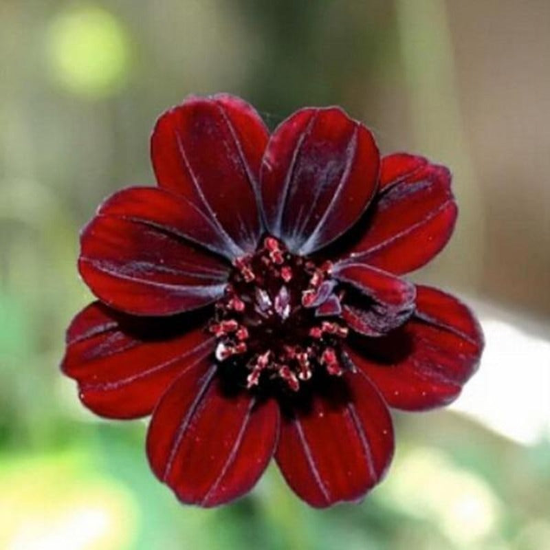 Chocolate Cosmos Flowers - Gardening Plants And Flowers