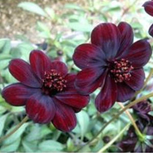 Chocolate Cosmos Flowers - Gardening Plants And Flowers