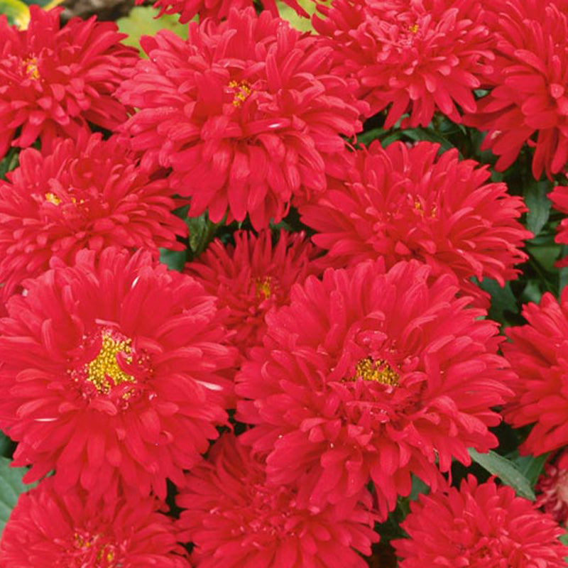 chrysanthemum seeds for sale - Gardening Plants And Flowers