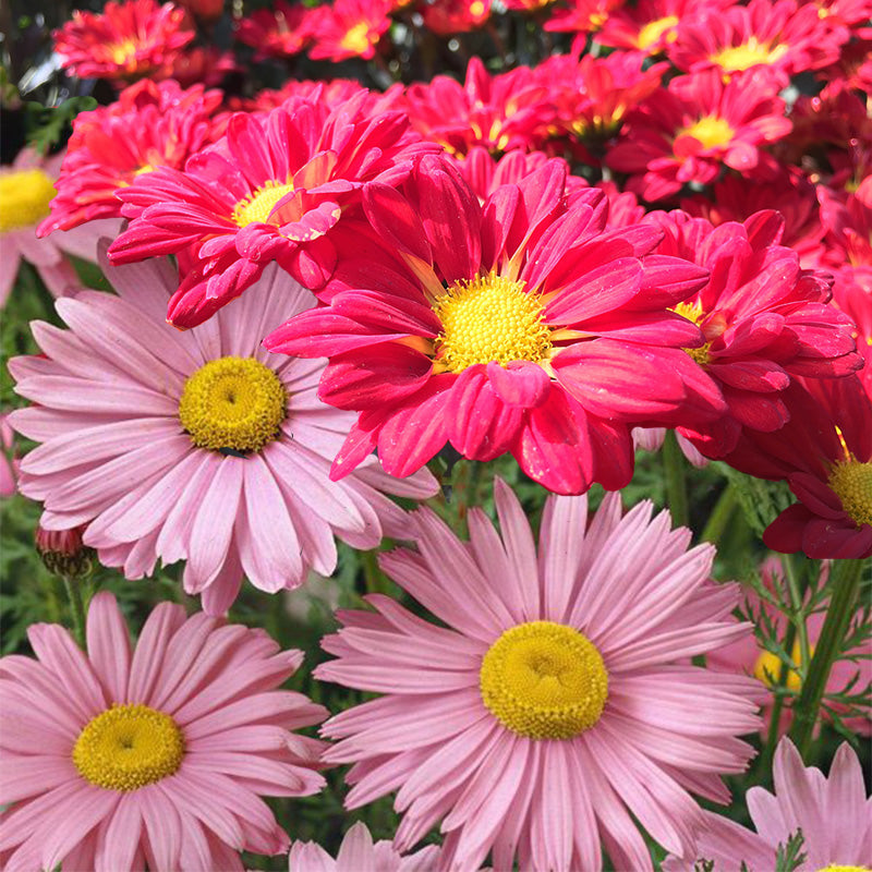 Chrysanthemum Seeds - Rose Painted Daisy Flower Seeds