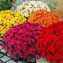 Load image into Gallery viewer, Chrysanthemum - Gardening Plants And Flowers