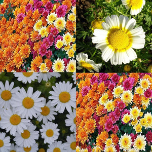 Chrysanthemum flower seeds - Gardening Plants And Flowers