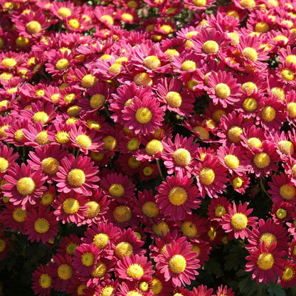 robinsons seeds and plants Chrysanthemum Seeds - Red Painted Daisy